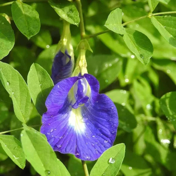 Premium Butterfly Blue Pea Dry Flowers(1kg)